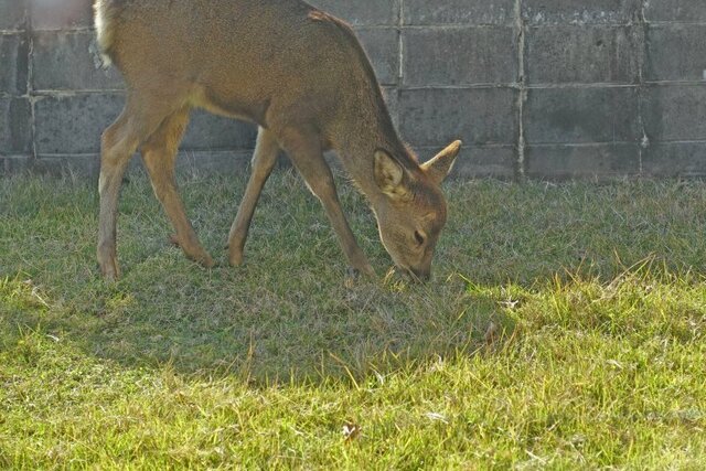 DSC00079m.jpg