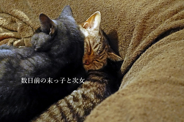 DSC00088mc.jpg