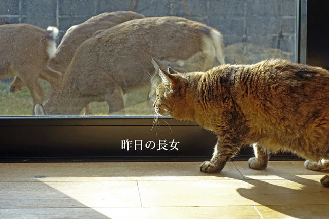DSC00147mc.jpg
