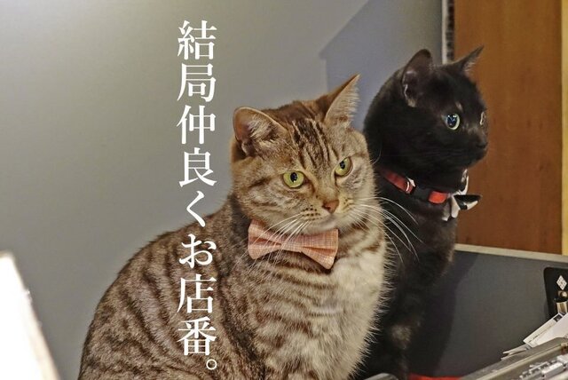 DSC00325mc.jpg