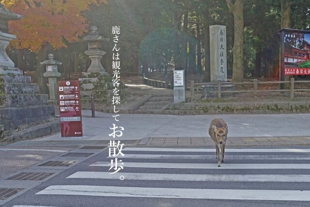 DSC00331mc.jpg