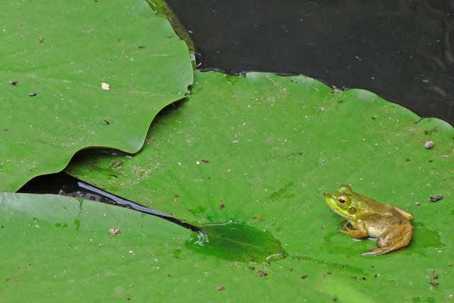 DSC00370m.JPG