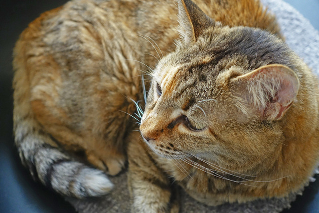 DSC00411m.JPG