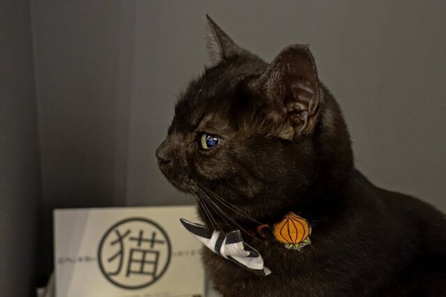 DSC00511m.JPG