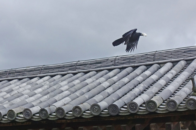 DSC00706m.JPG