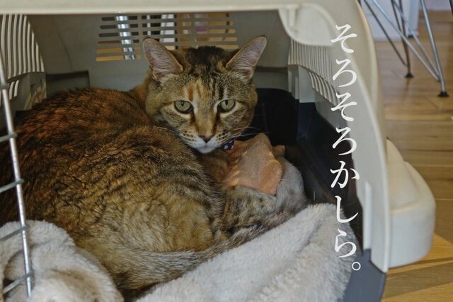 DSC00992mc.jpg