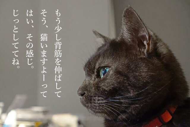 DSC01011mc.jpg