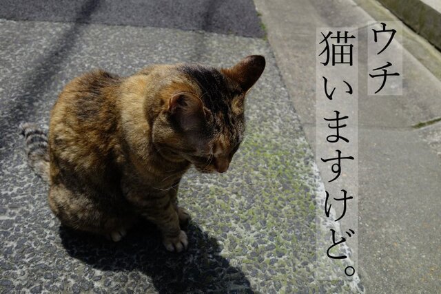 DSC01123mc.jpg