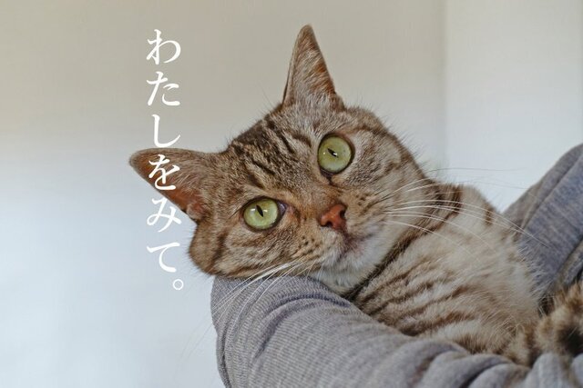 DSC01141mc.jpg