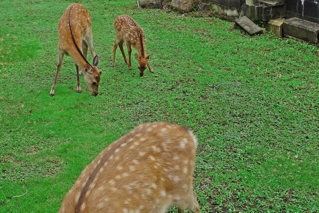 DSC01359m.jpg