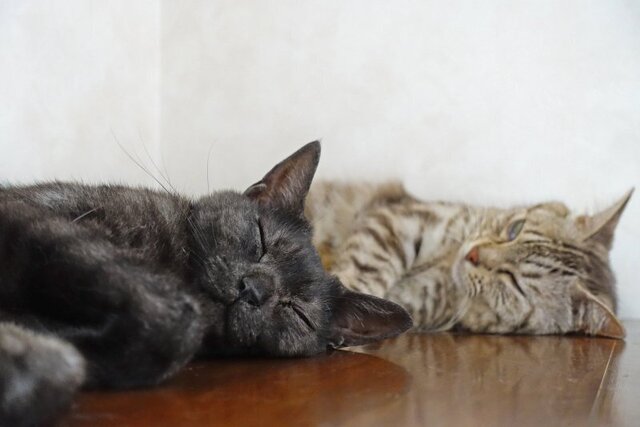 DSC01454m.JPG