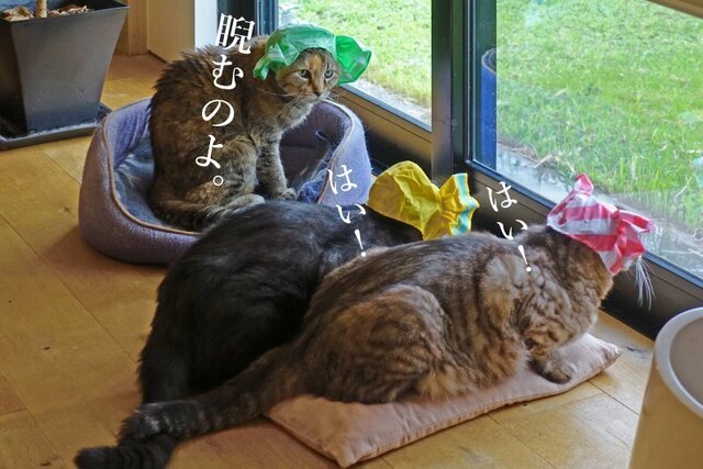 DSC01586mc.jpg