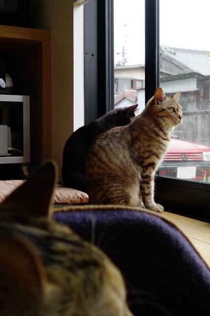 DSC02126m.jpg