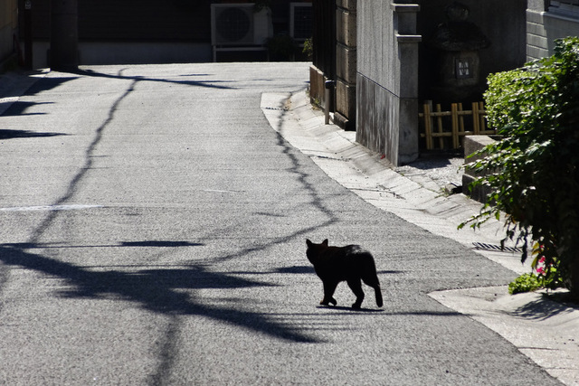 DSC02310mm.JPG
