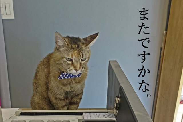 DSC02449mc.jpg