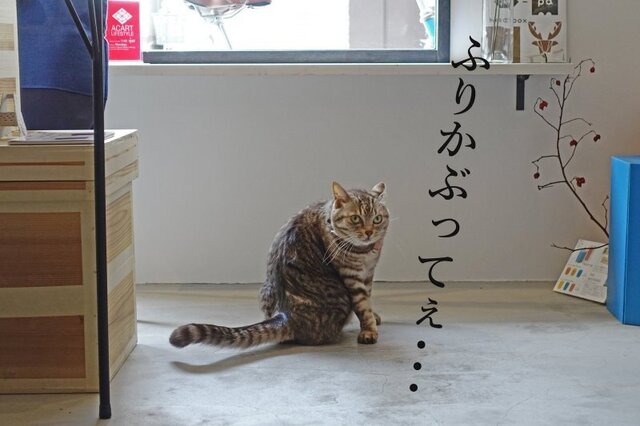 DSC02479mc.jpg