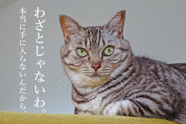 DSC02609mc.jpg