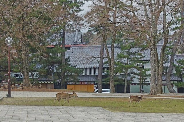 DSC02723m.jpg