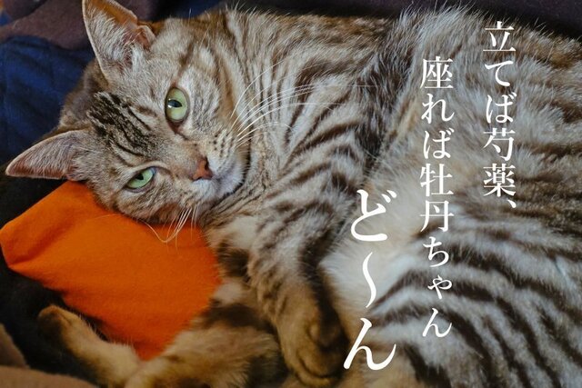 DSC02762mc.jpg