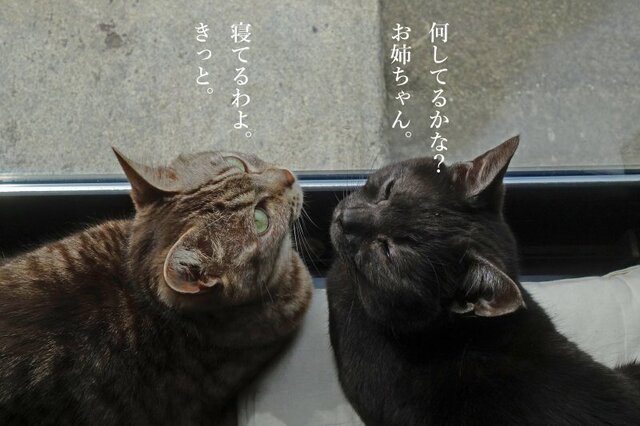 DSC02945mc.jpg