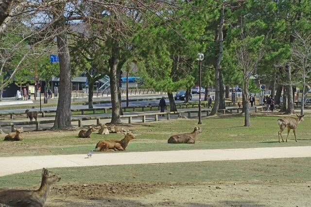DSC02971m-001.jpg
