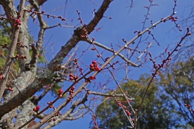 DSC03077m.jpg