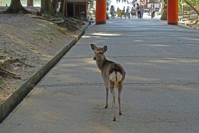DSC03219m.jpg