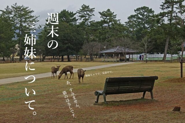 DSC03376mc.jpg