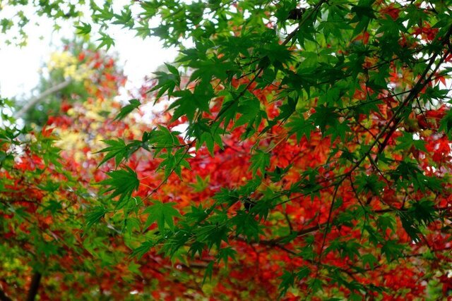 DSC03381m.jpg