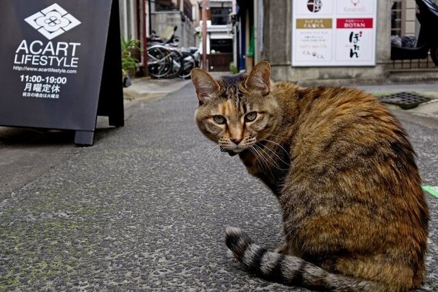 DSC04039m.jpg