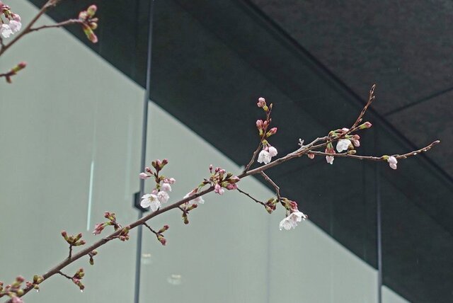 DSC04159m.jpg
