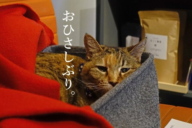 DSC04174mc.jpg