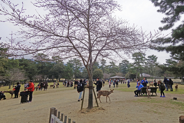 DSC04500m.jpg