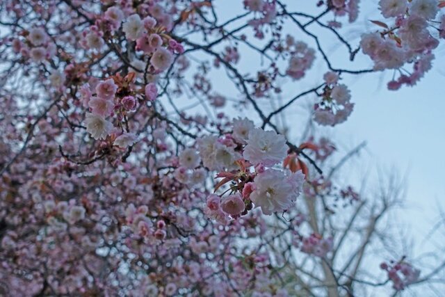 DSC04543m.jpg