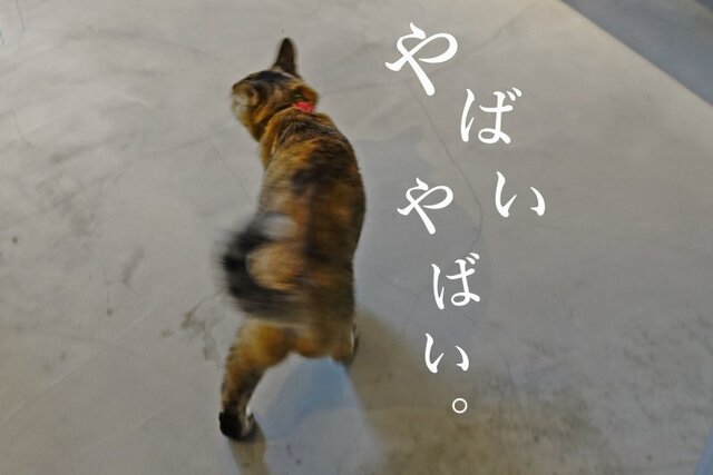 DSC04615mc.jpg