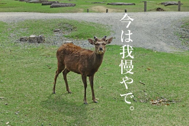 DSC04767mmc.jpg