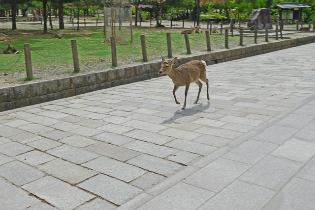 DSC04853m.jpg