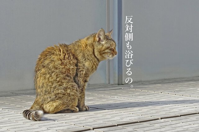 DSC04920mc.jpg