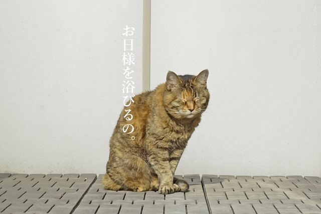 DSC04921mc.jpg