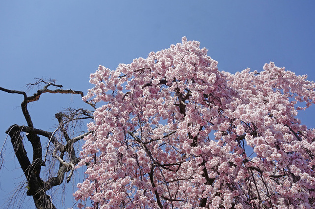 DSC04959m.JPG