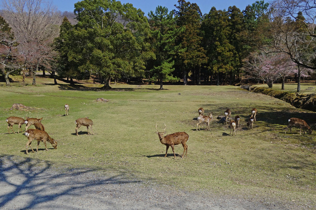 DSC05057m.JPG