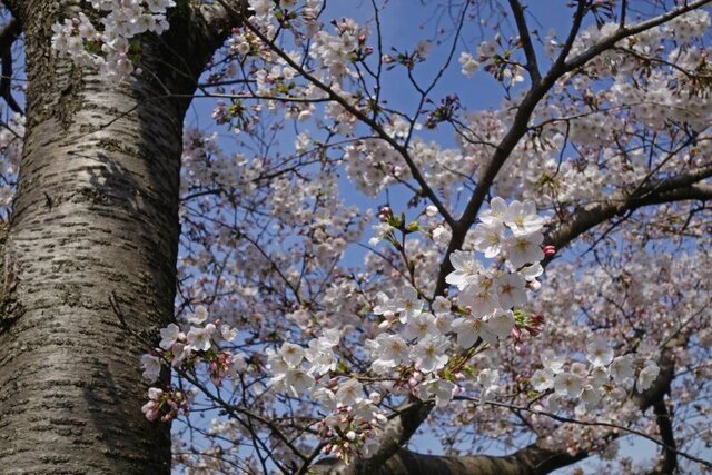 DSC05128m.jpg