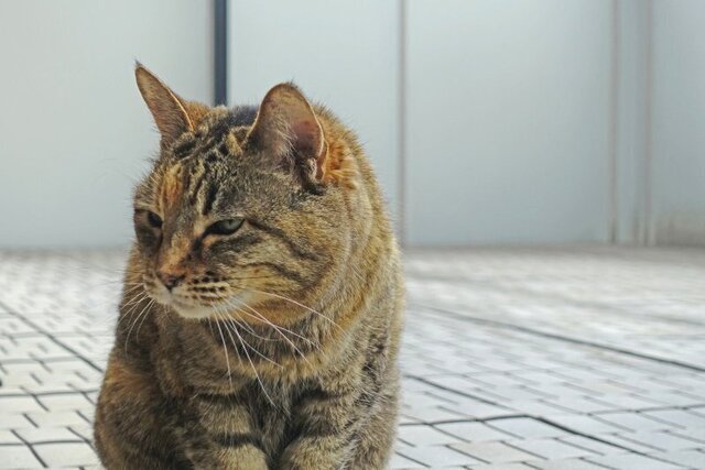 DSC05144m.jpg