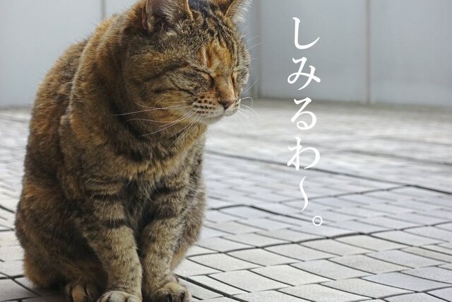 DSC05146mc.jpg