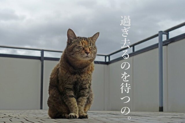 DSC05156mc.jpg