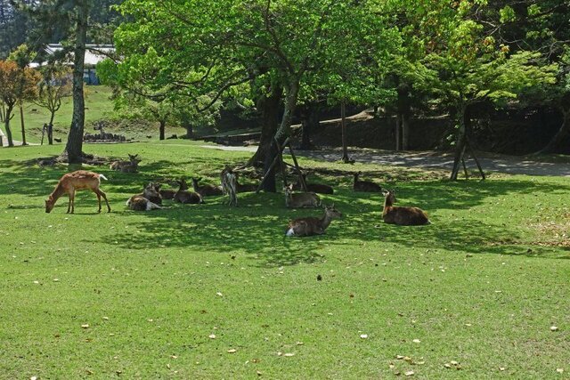 DSC05324m.jpg
