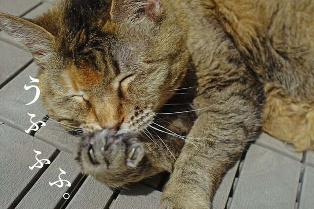 DSC05347mc.jpg