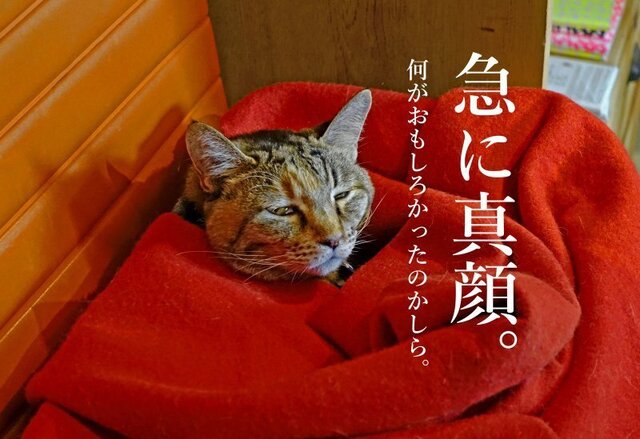 DSC05515mc.jpg