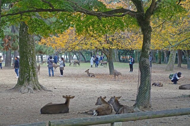 DSC05865m.jpg