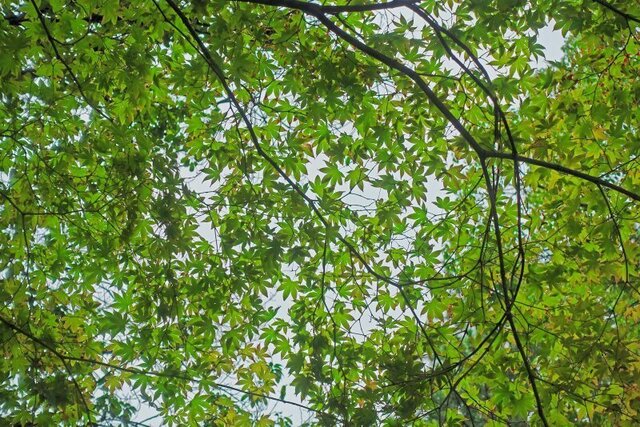 DSC05978m.jpg